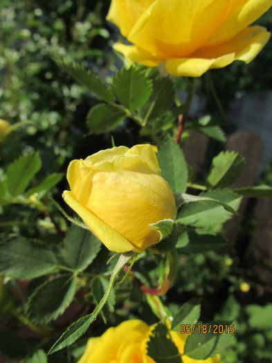 Rosa Foetida persiana - Trandafiri 2015