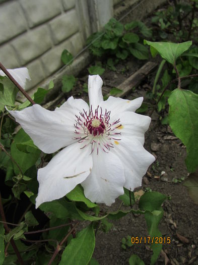 IMG_0680 - clematite 2015