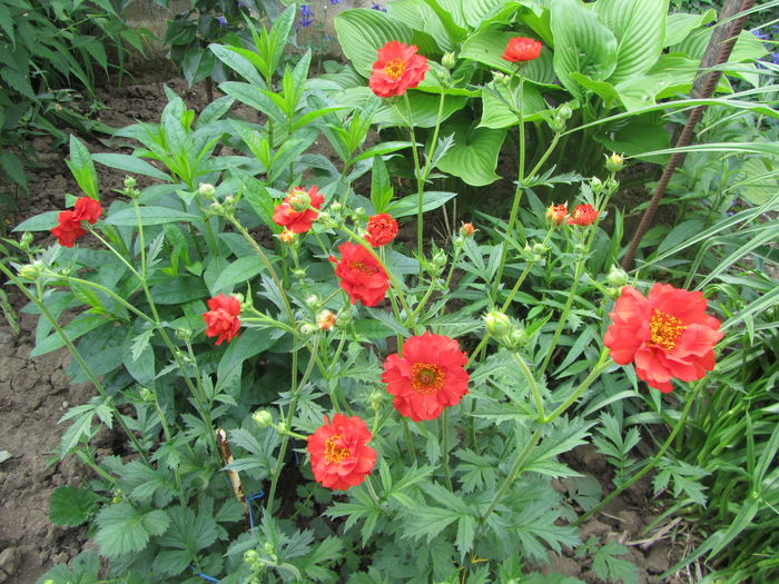 Geum coccineum chiloense - Flori de gradina-2015Primavara