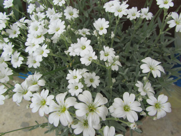 Cerastium