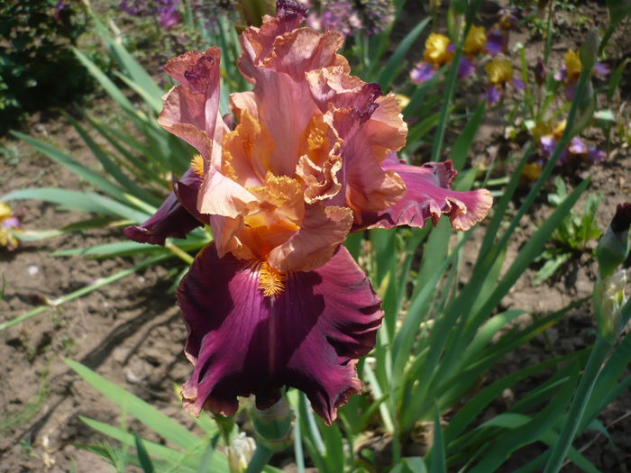 P1220221 - GRADINA 2015