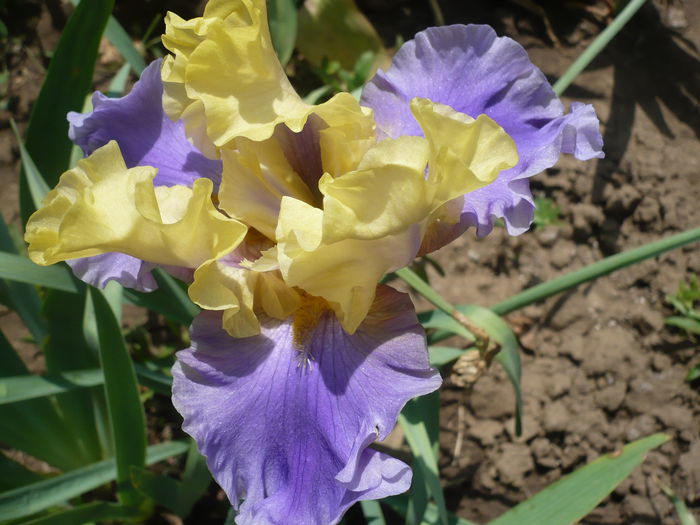 P1220224 - GRADINA 2015