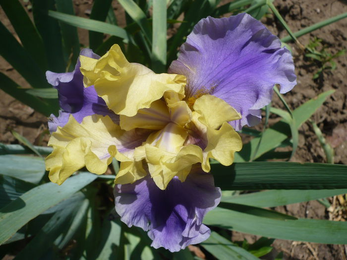 P1220226 - GRADINA 2015