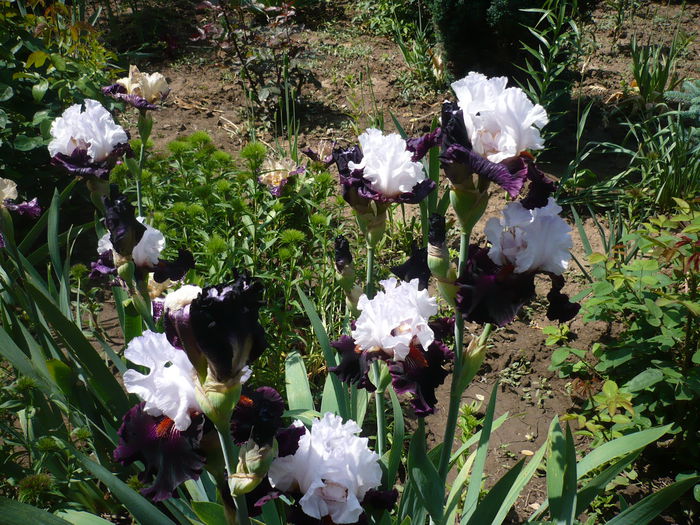 P1220227 - GRADINA 2015