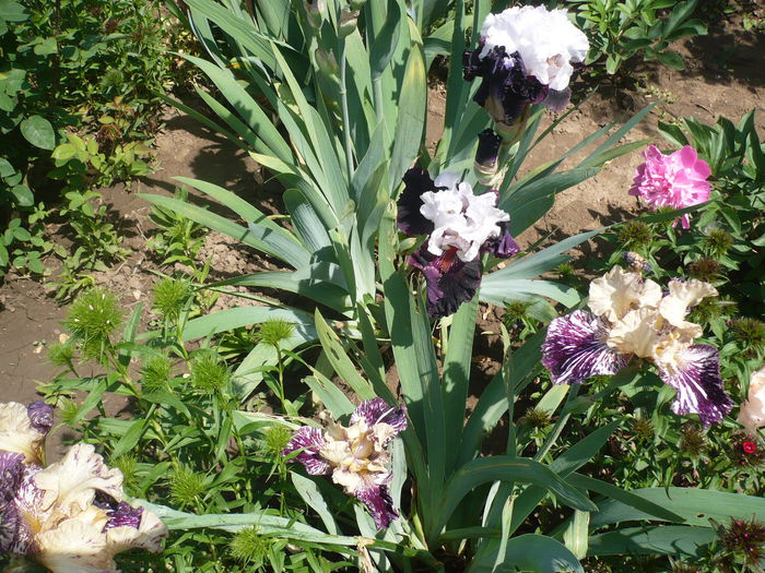 P1220230 - GRADINA 2015