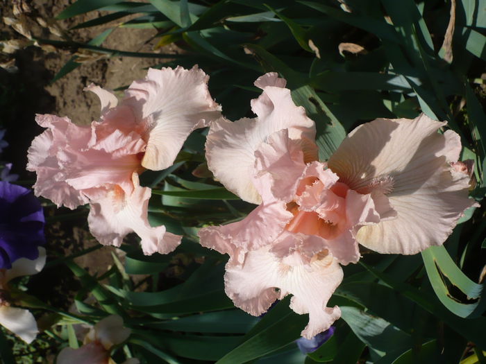 P1220233 - GRADINA 2015