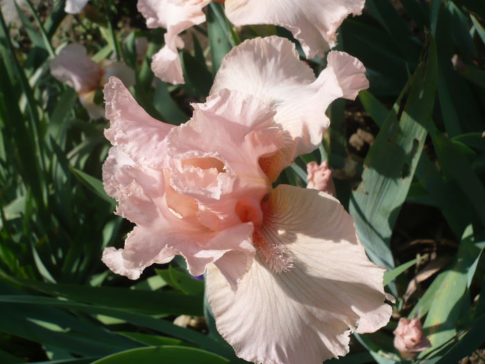 P1220234 - GRADINA 2015