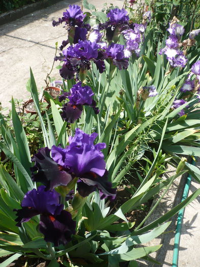 P1220235 - GRADINA 2015