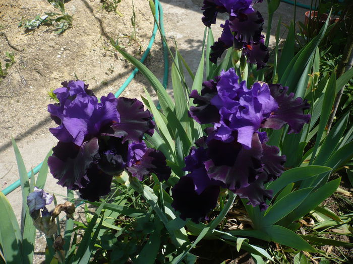 P1220236 - GRADINA 2015