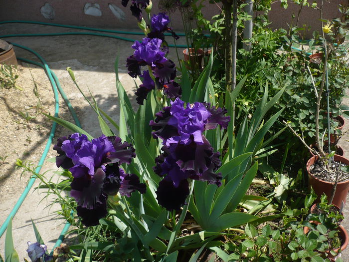 P1220237 - GRADINA 2015