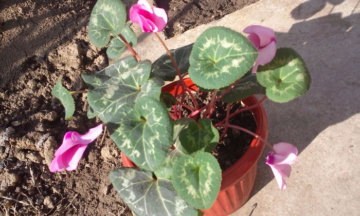 Fotografie5853 - Cyclamen