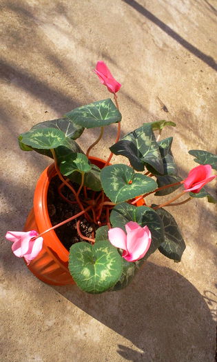 Fotografie5864 - Cyclamen