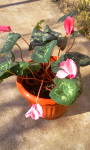 Fotografie5866 - Cyclamen