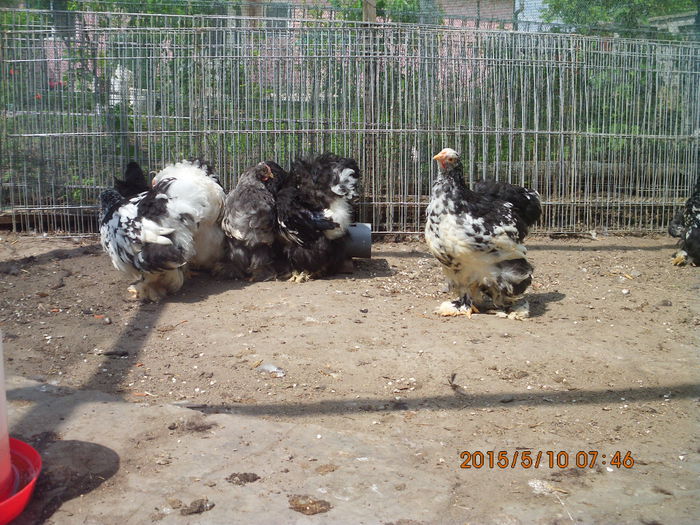 103010127_DUISMUZ