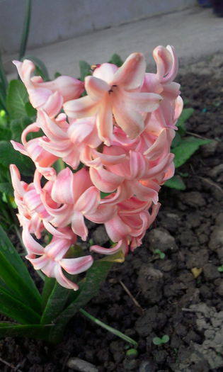 Fotografie7672 - Hyacinth 2015-2020