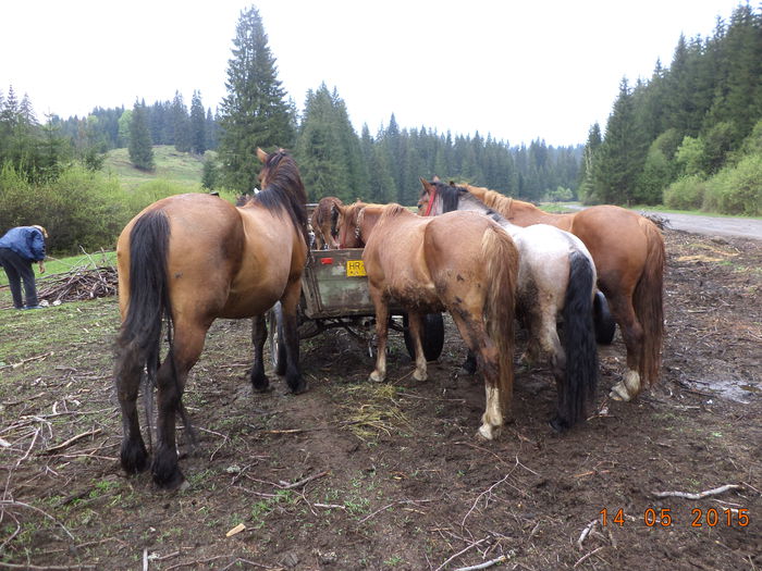 Caii , calutii - Urcatul la stana cu vacile in Dealul Alb-2015