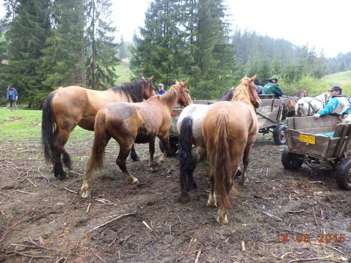 Caii frumosi-2 - Urcatul la stana cu vacile in Dealul Alb-2015