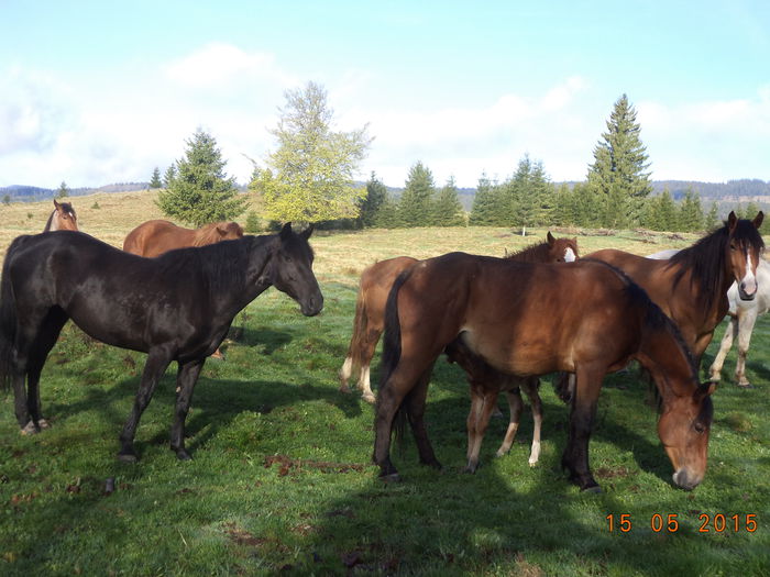 Caii in libertate-76 - Urcatul la stana cu vacile in Dealul Alb-2015