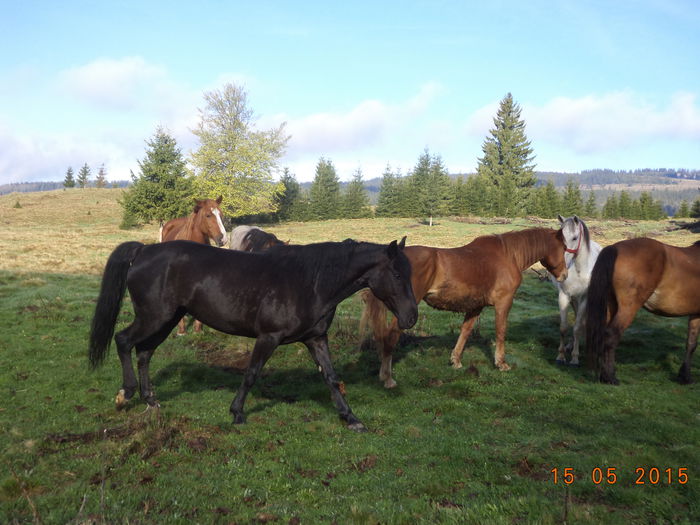 Caii liberi pe pasune-7j - Urcatul la stana cu vacile in Dealul Alb-2015