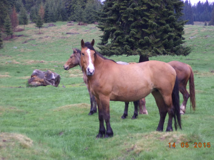 Caii liberi-1 - Urcatul la stana cu vacile in Dealul Alb-2015