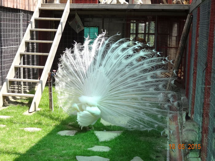 DSC08620