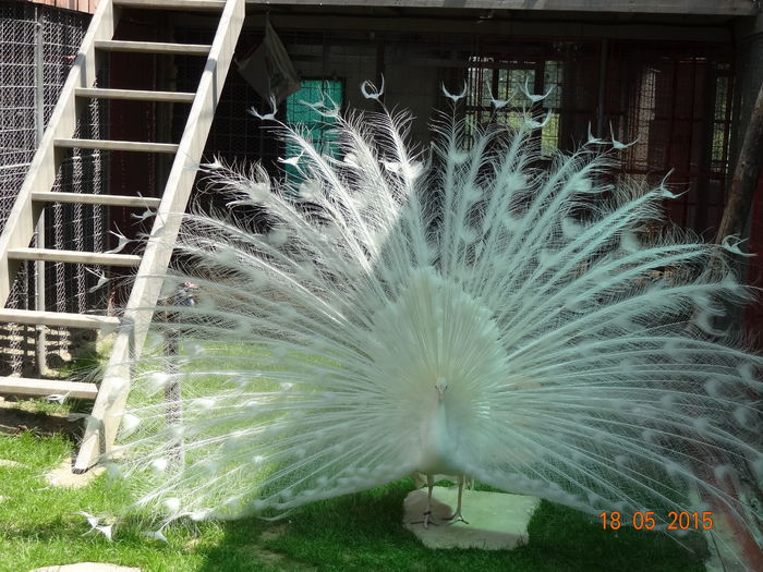 DSC08623