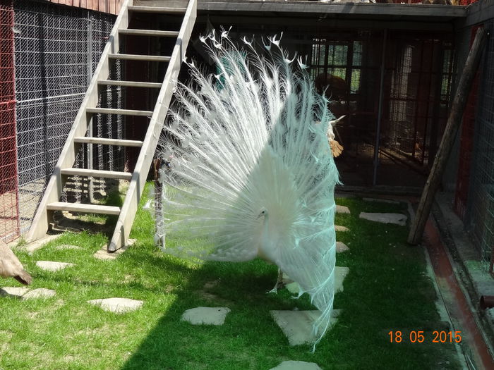 DSC08625