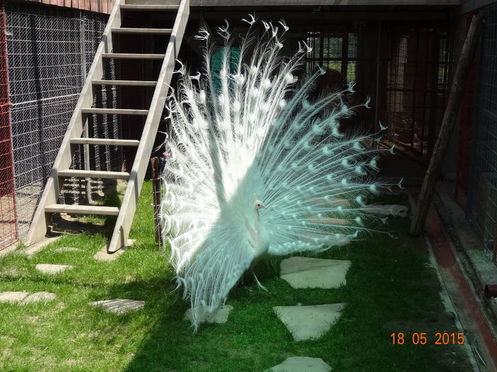 DSC08626