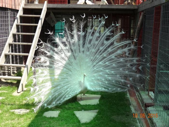 DSC08624