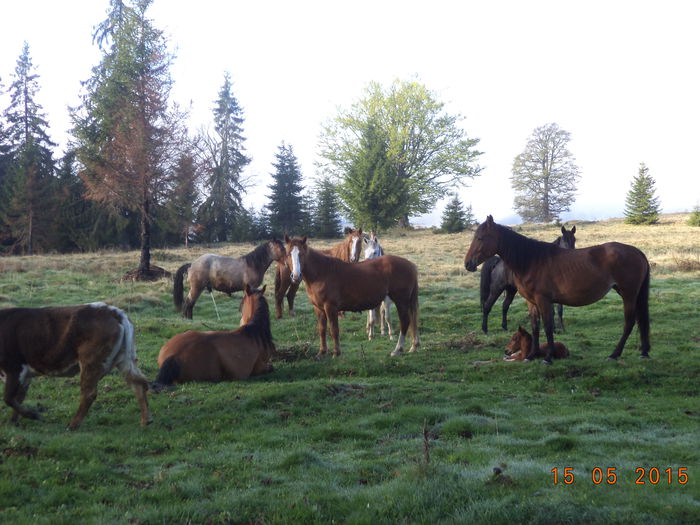 Caii si manzucul odihnind