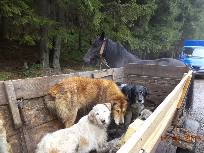 Cainii din caruta-54