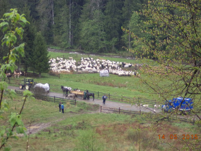 Coboram in Tinoasa - Urcatul la stana cu vacile in Dealul Alb-2015
