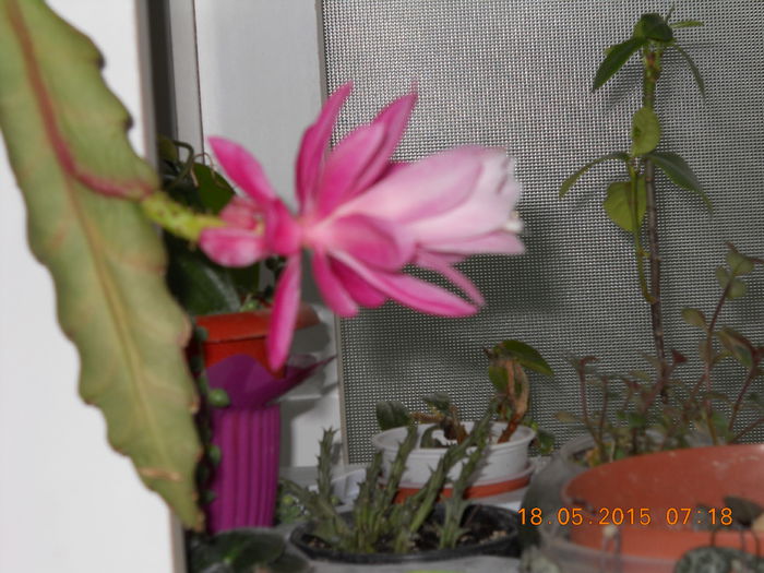 001 - SPLENDORILE VERII 2015