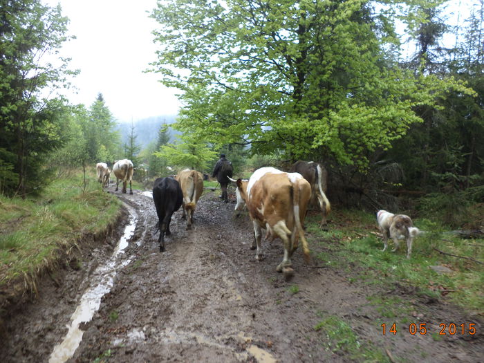 Coboram in Tinoasa-1 - Urcatul la stana cu vacile in Dealul Alb-2015