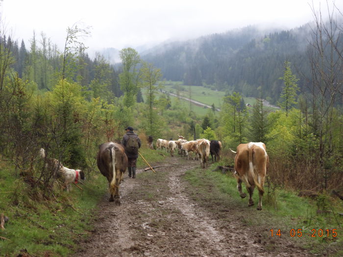 Coboram incet-54 - Urcatul la stana cu vacile in Dealul Alb-2015