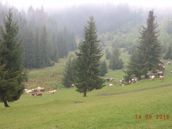 Dealul Runcului-4 - Urcatul la stana cu vacile in Dealul Alb-2015