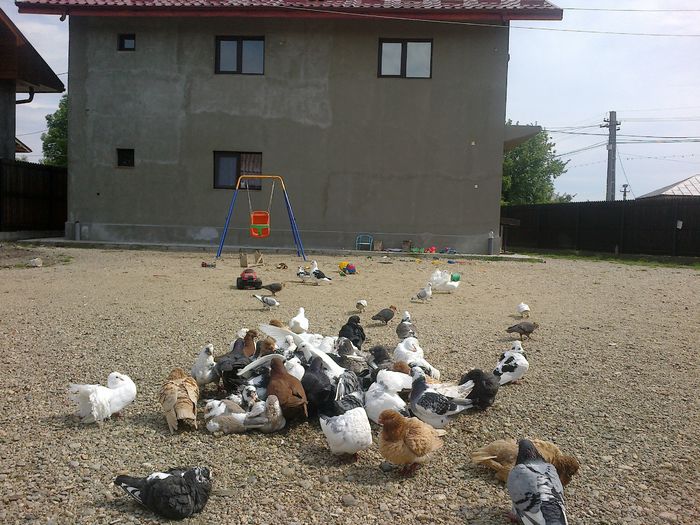 2015-05-14-1036 - Porumbeii mei la baie