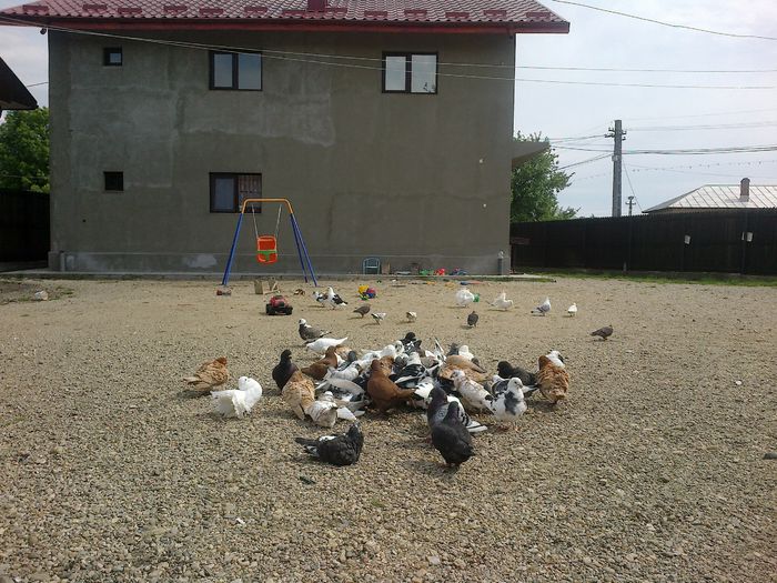 2015-05-14-1037 - Porumbeii mei la baie