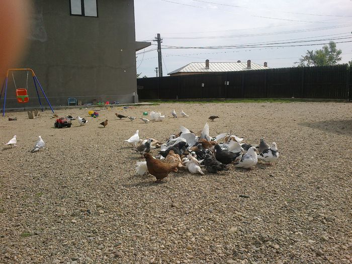 2015-05-14-1038 - Porumbeii mei la baie