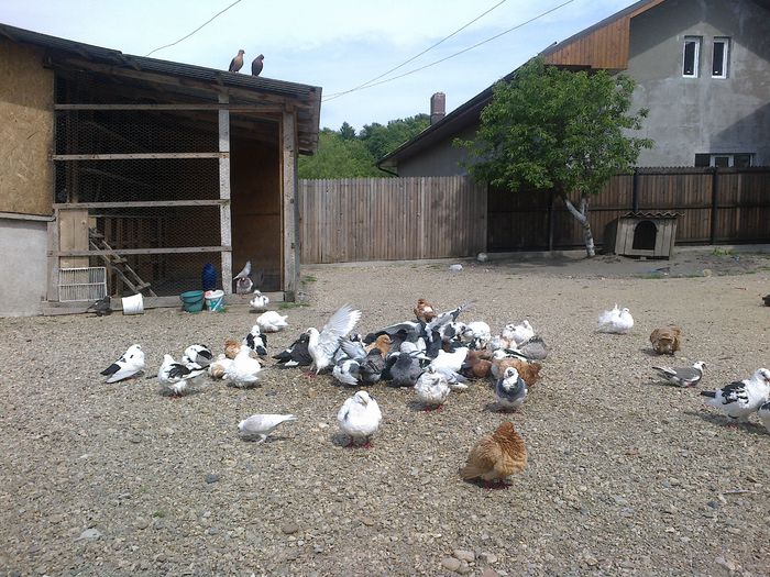 2015-05-14-1041 - Porumbeii mei la baie