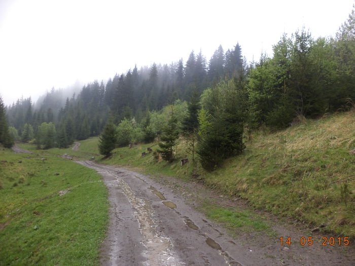 Drumul spre stana - Urcatul la stana cu vacile in Dealul Alb-2015