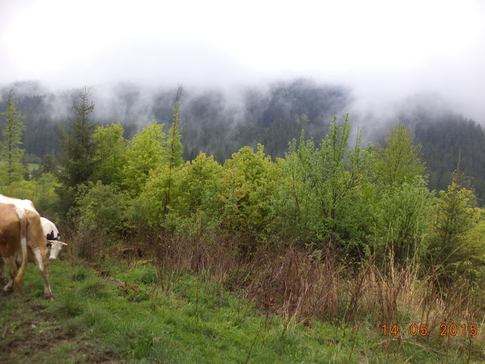 Frunzis pentru capre-4