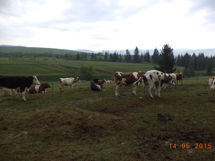 Gata de plecare-2 - Urcatul la stana cu vacile in Dealul Alb-2015