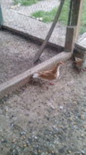 103089241_BENHPAM[1]