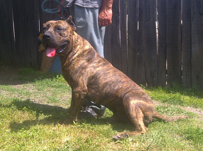 presa canario varsta 2 ani