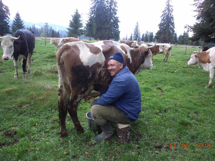 Ilie zambeste frumos - Urcatul la stana cu vacile in Dealul Alb-2015