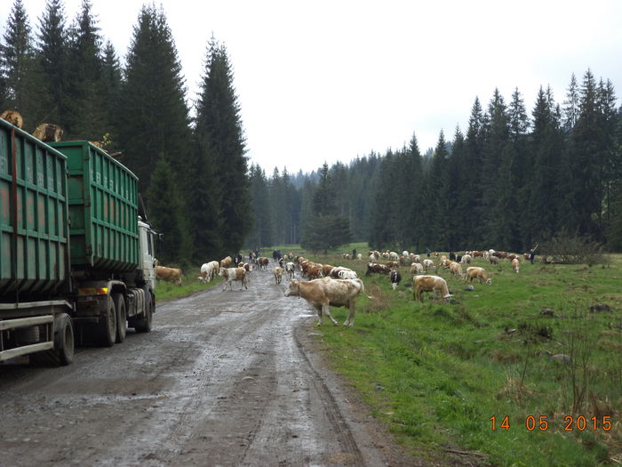 Inaintam incet-54 - Urcatul la stana cu vacile in Dealul Alb-2015