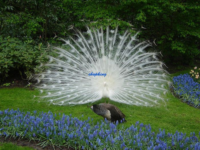 800px-White_peacock_Keukenhof