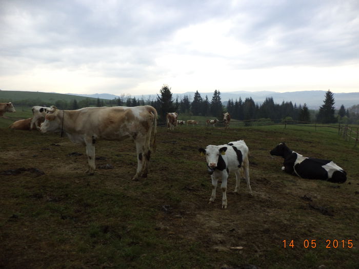 Inainte de plecare - Urcatul la stana cu vacile in Dealul Alb-2015