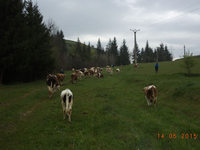 Incepe ploaia - Urcatul la stana cu vacile in Dealul Alb-2015